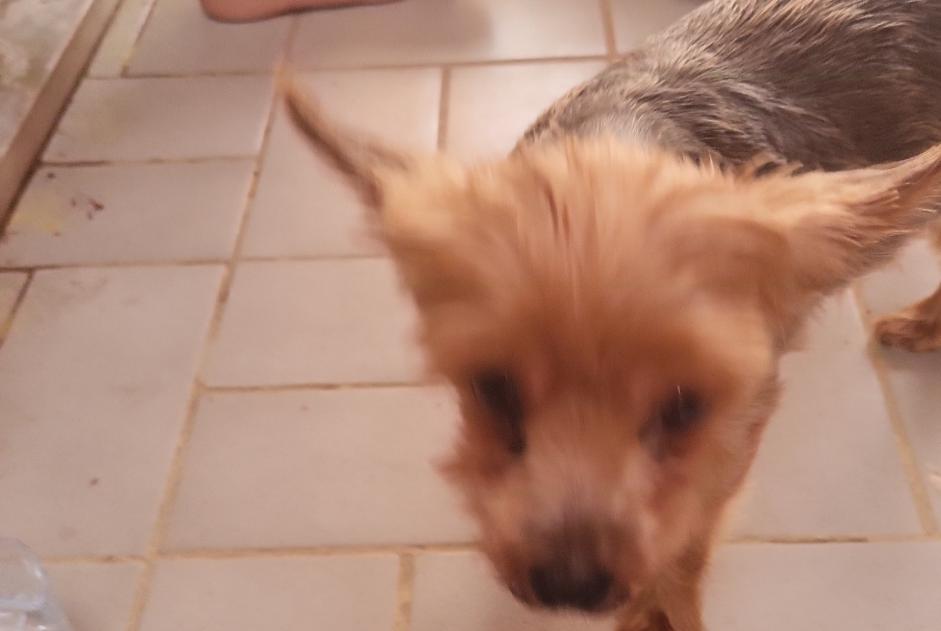 Alerte Découverte Chien  Mâle L'Île-Rousse France